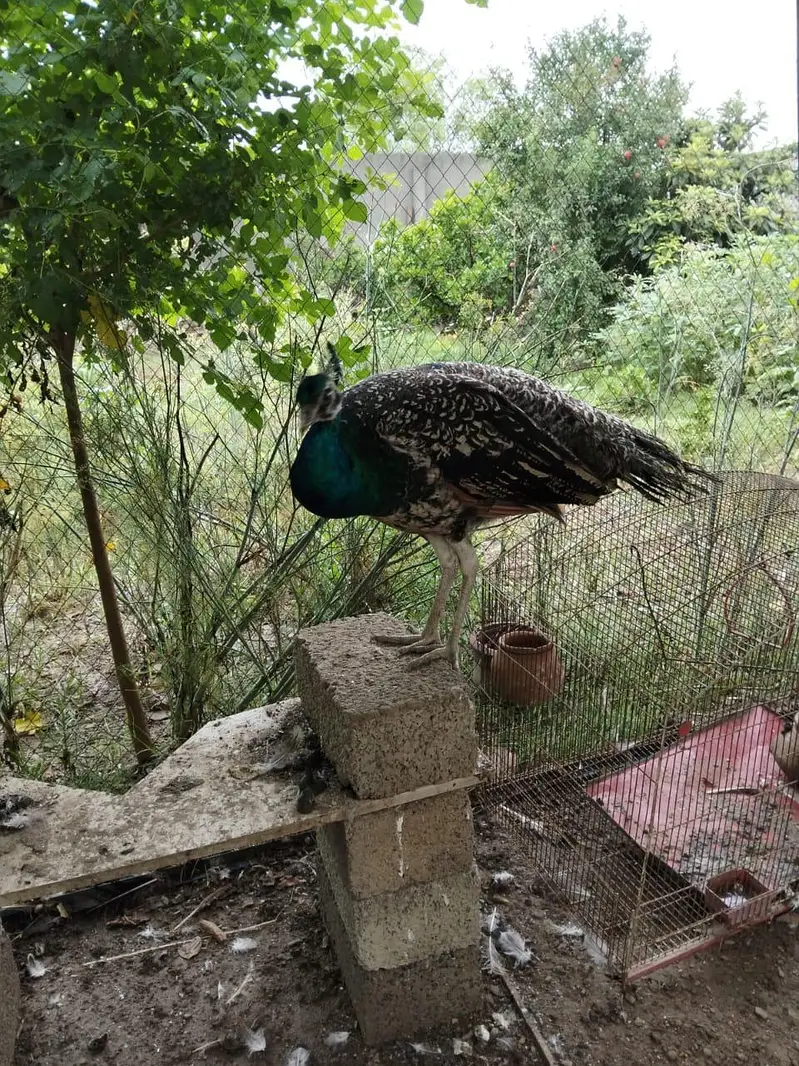 male pecock for sale — photo 2