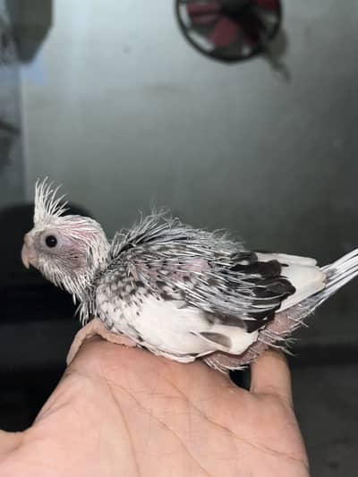 Cockatiel chiks