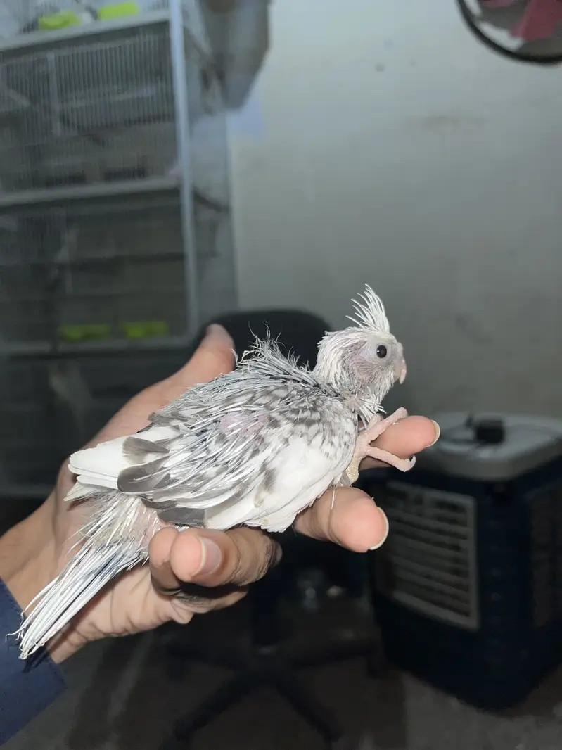 Cockatiel chicks / hand tamed cockatiel/ tamed parrot — photo 2