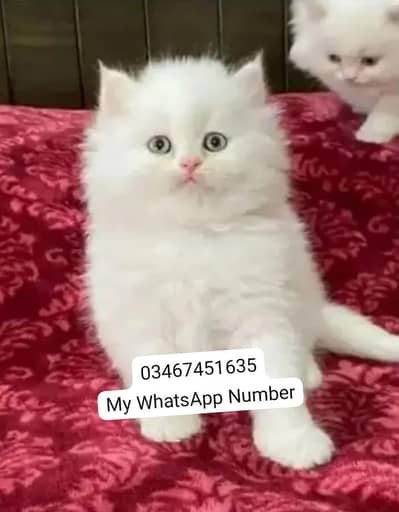 Persian kittens for sale
