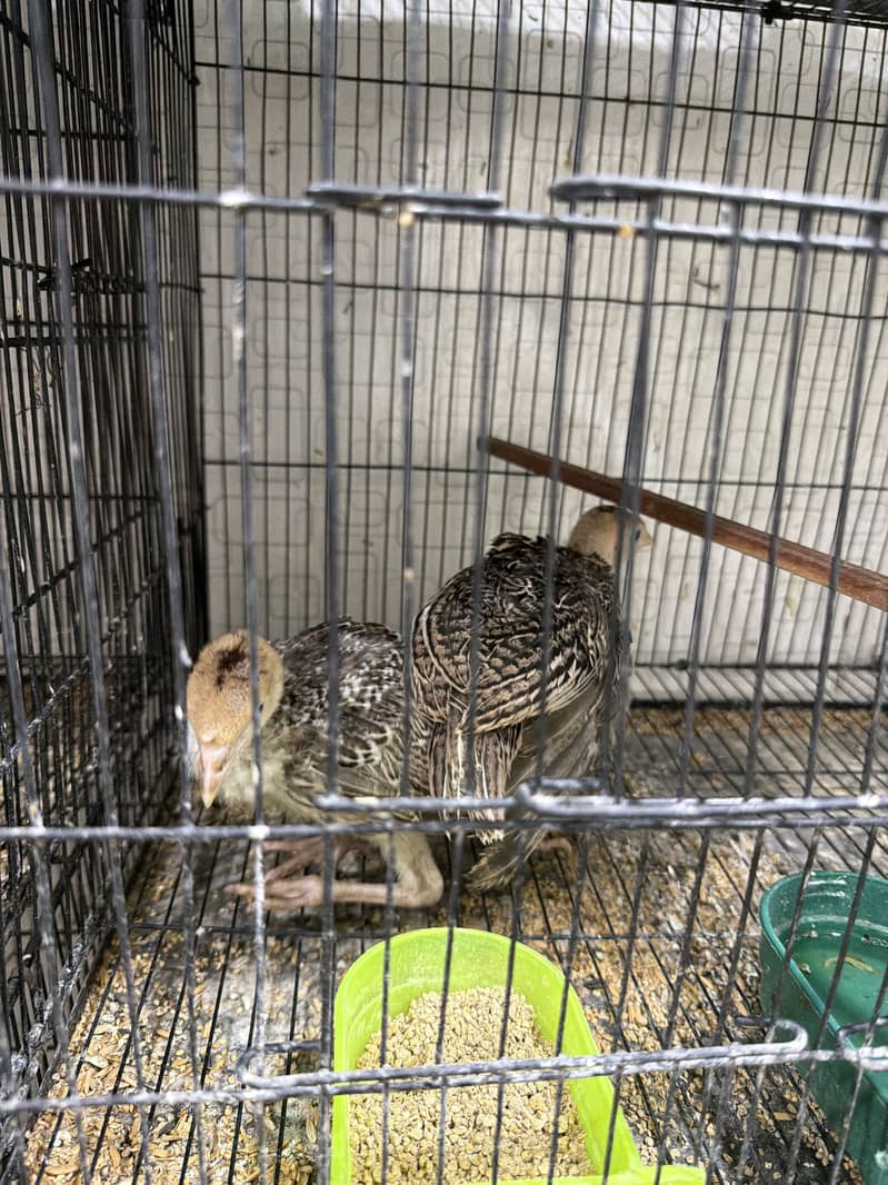 Turkey Chicks 0