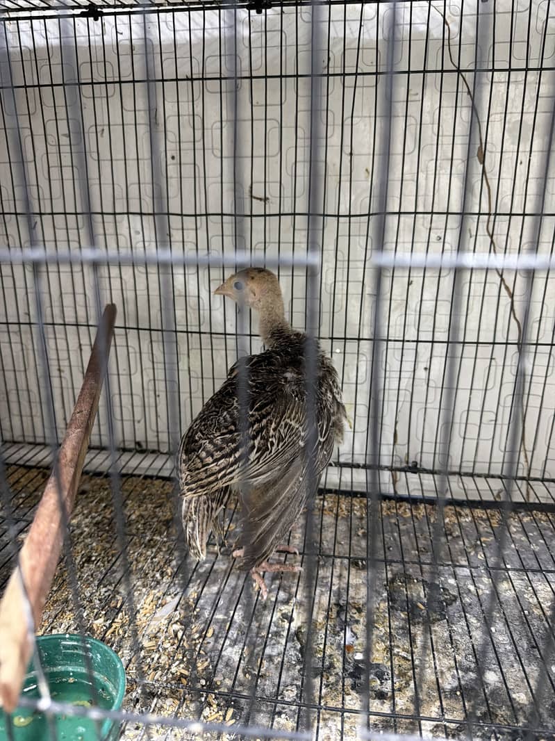 Turkey Chicks 1