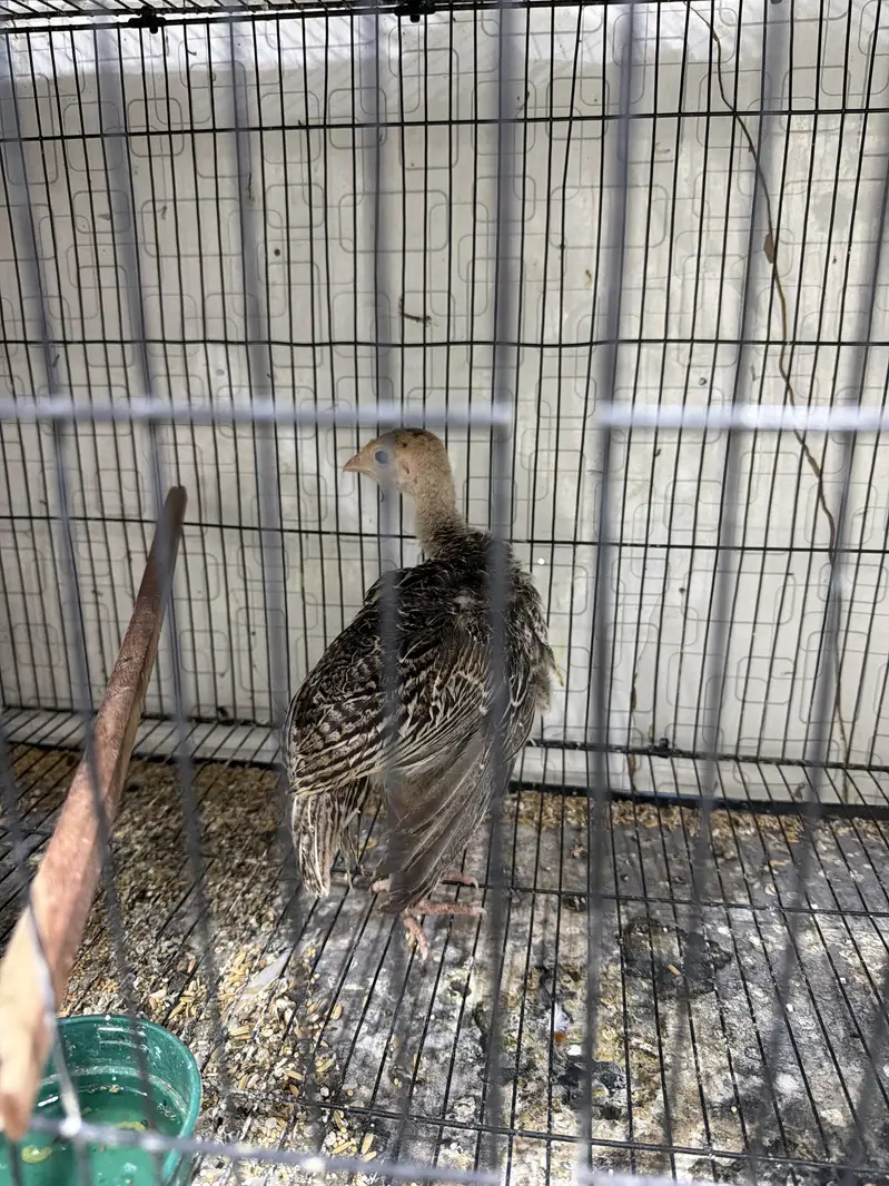 Turkey Chicks — photo 2