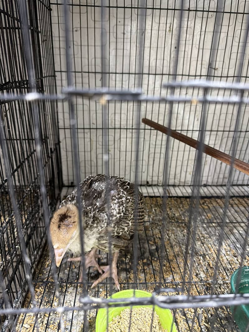 Turkey Chicks 2