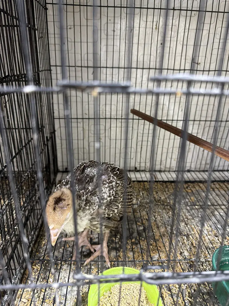 Turkey Chicks — photo 3