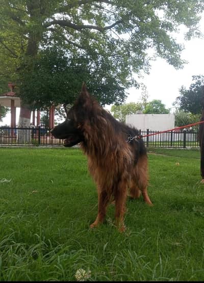 German shepherd for sale