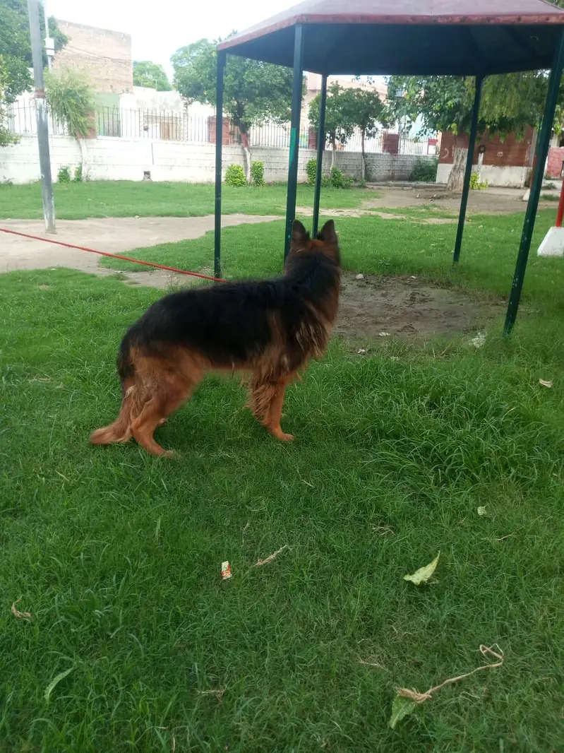 German shepherd for sale — photo 2