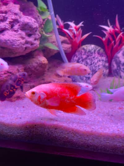 Alll fish for sell