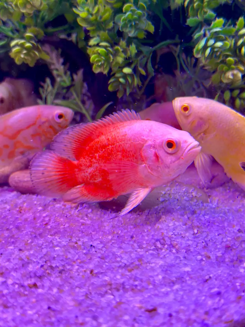 Alll fish for sell — photo 2