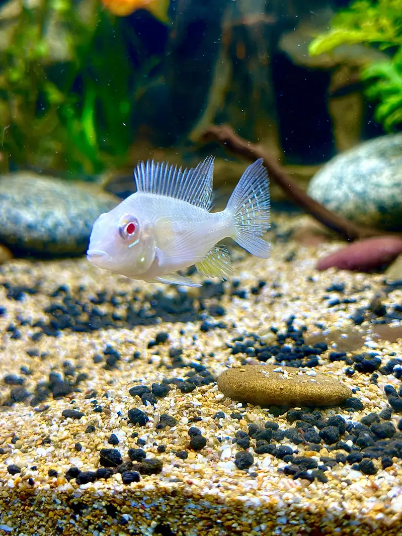 Alll fish for sell — photo 3