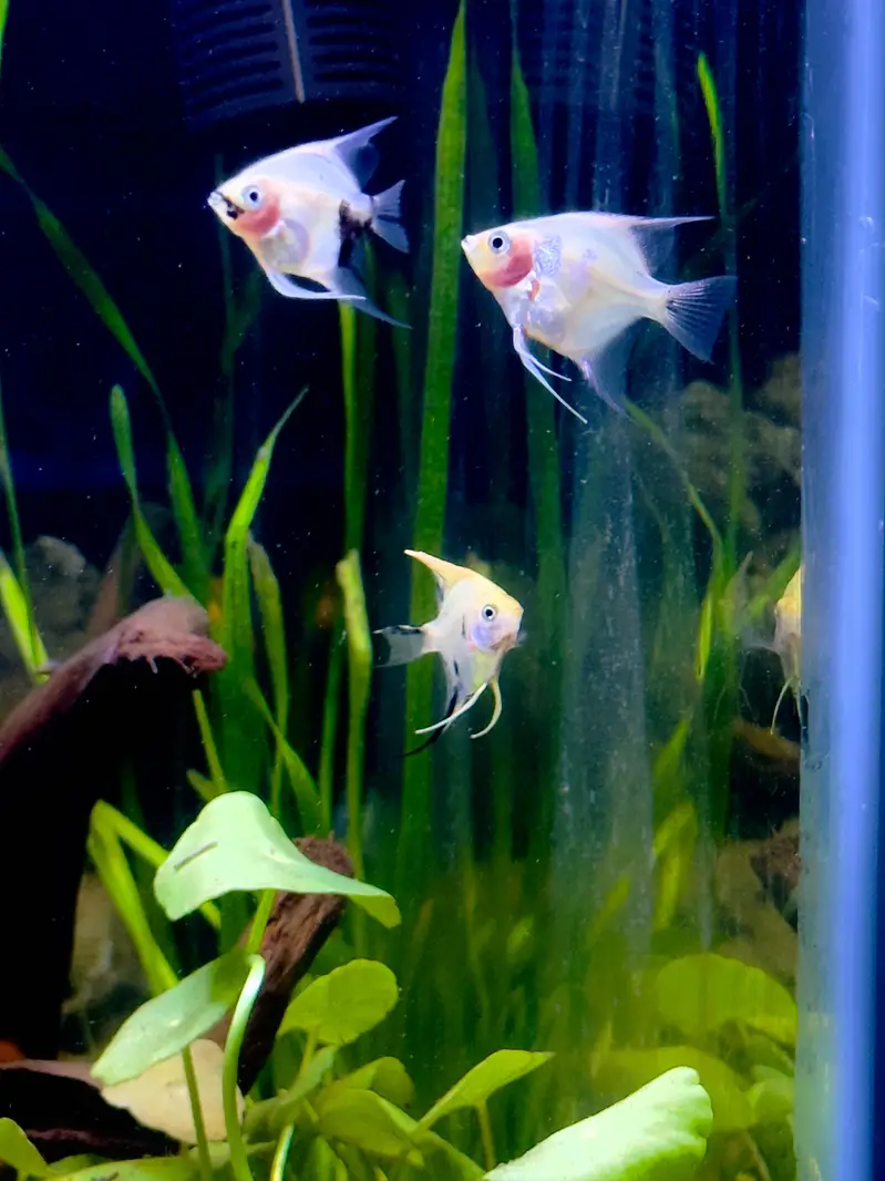 Alll fish for sell — photo 4