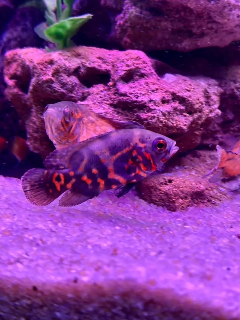 Alll fish for sell — photo 5