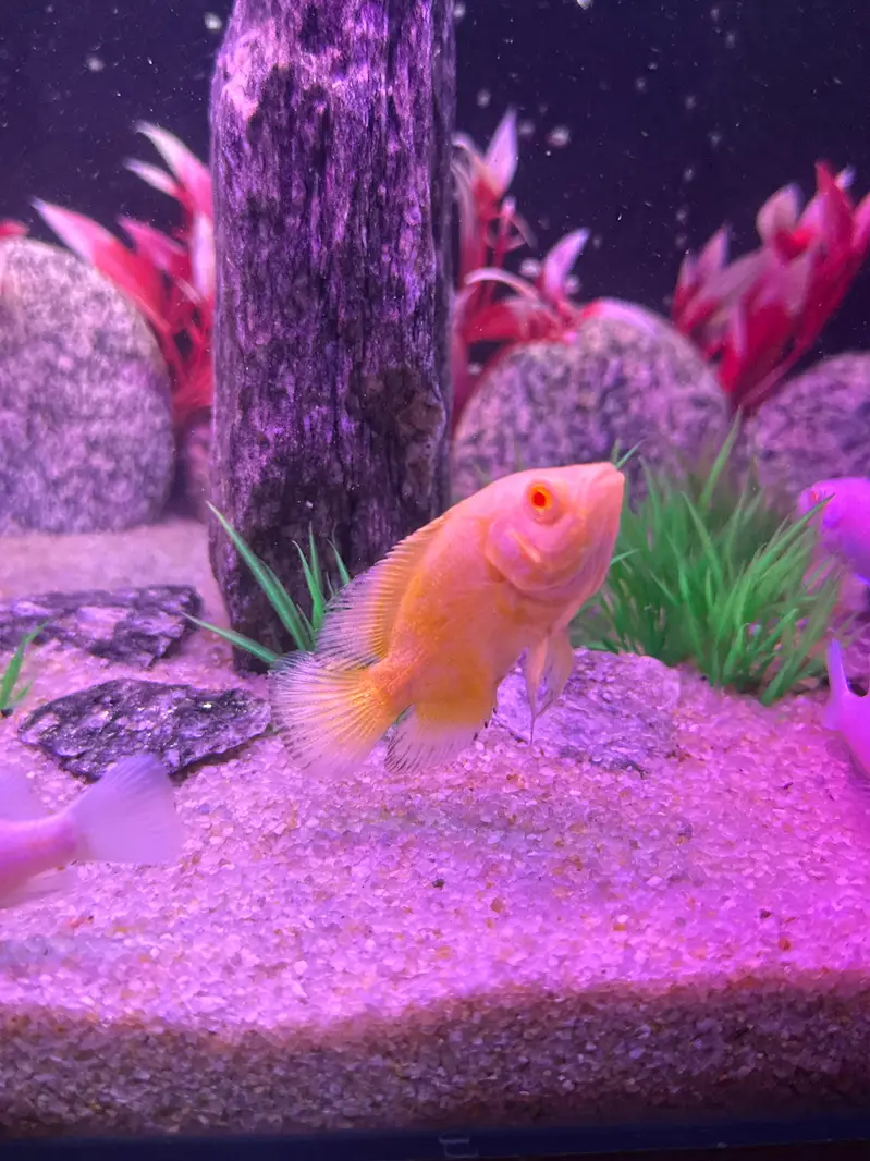 Alll fish for sell — photo 6