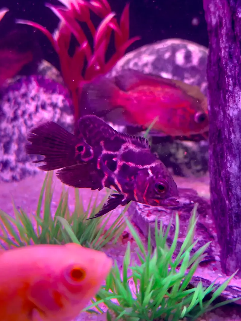 Alll fish for sell — photo 7