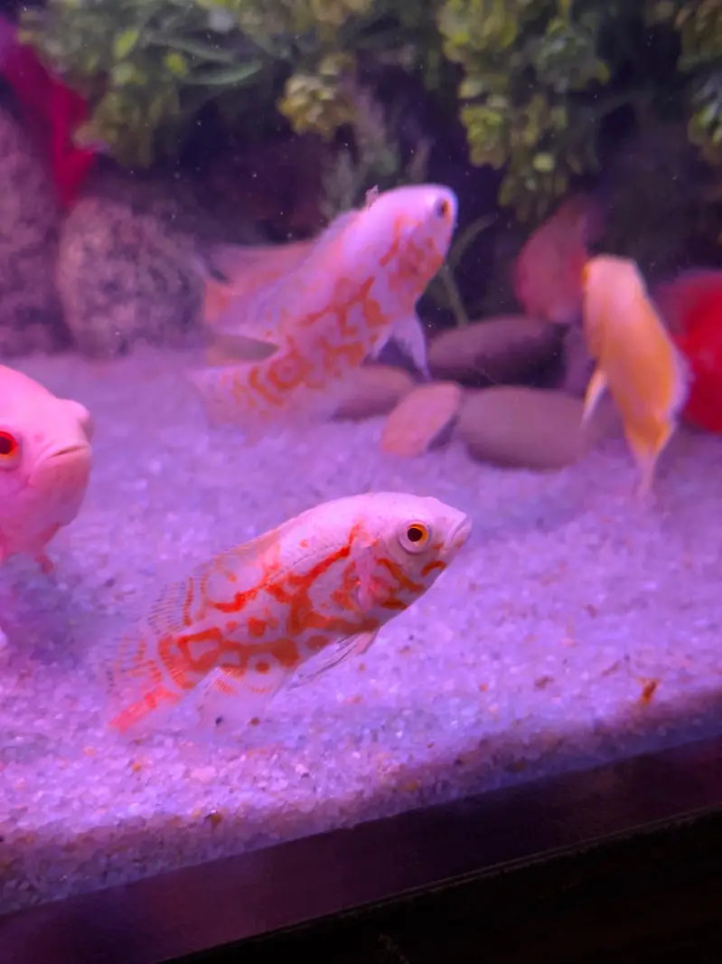 Alll fish for sell — photo 8