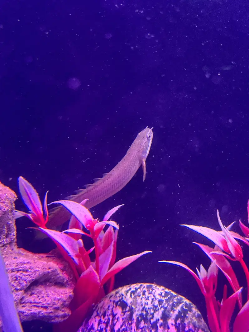 Alll fish for sell — photo 9