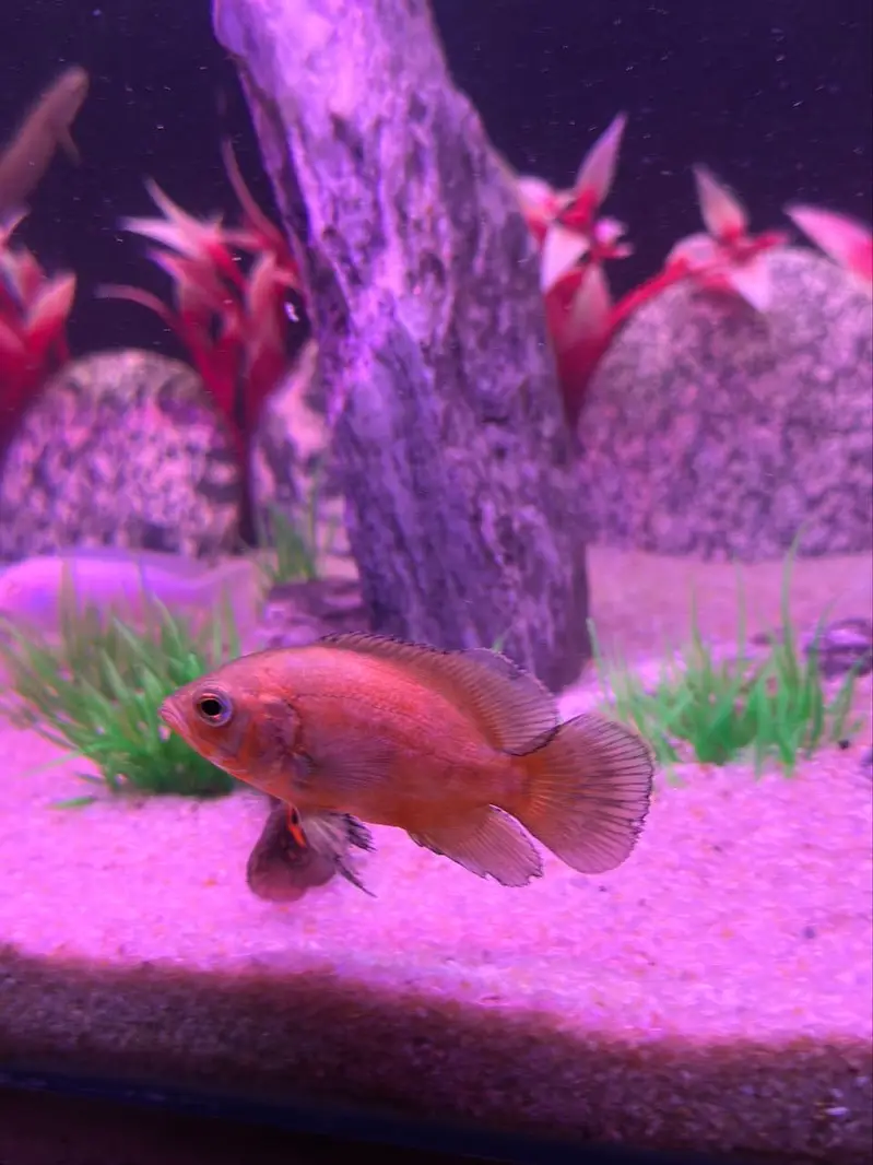 Alll fish for sell — photo 10