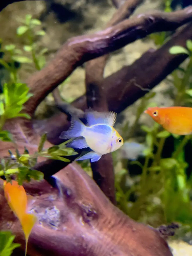 Alll fish for sell — photo 11