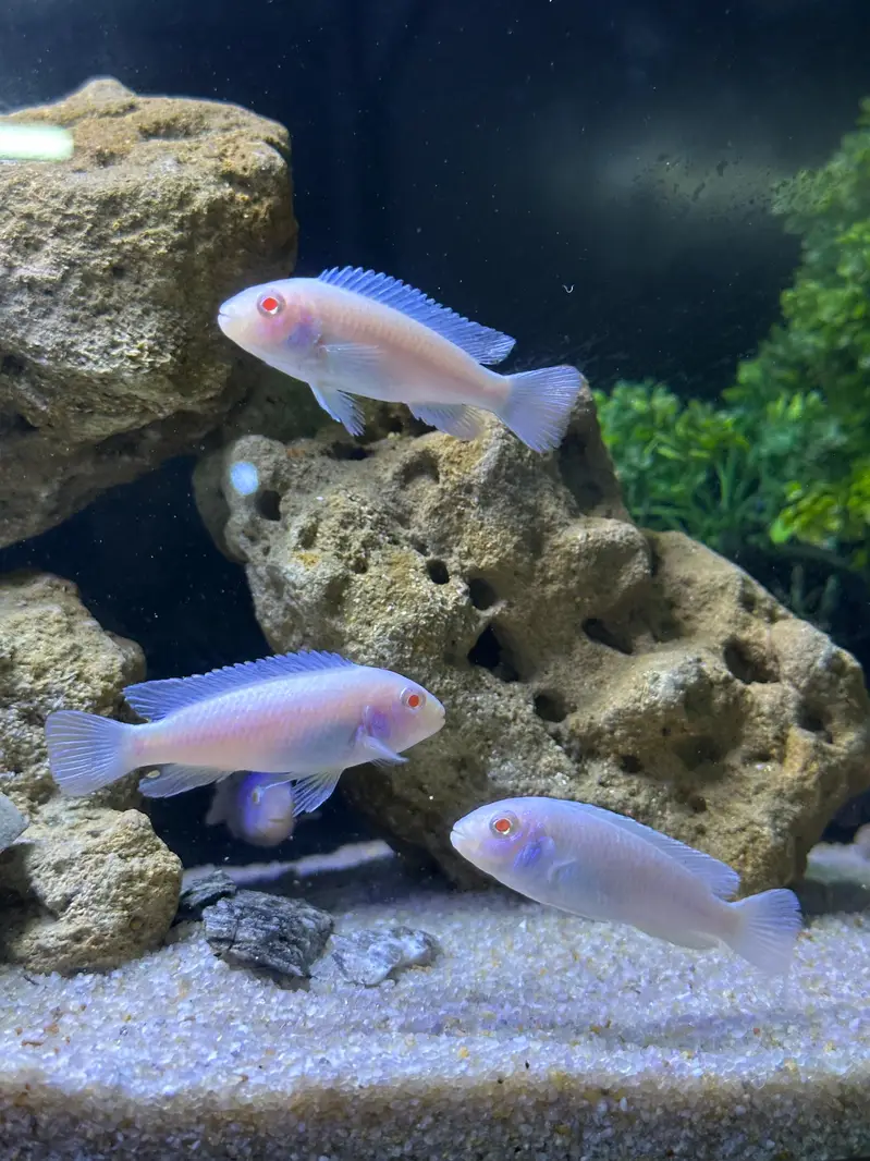 Alll fish for sell — photo 12