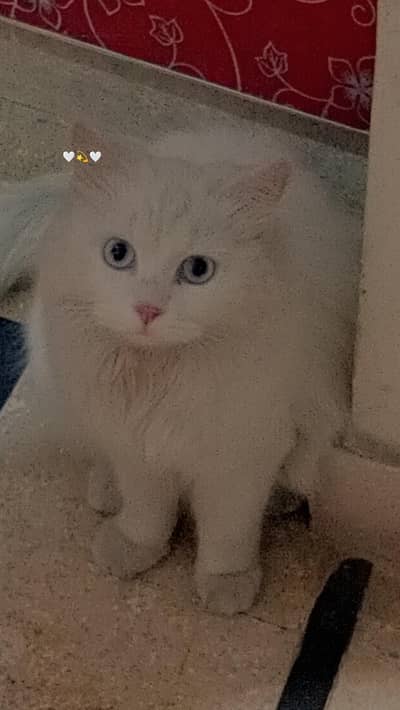 Cats seller