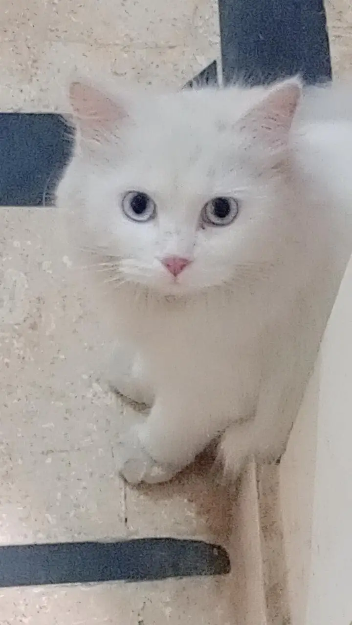 Cats seller — photo 2