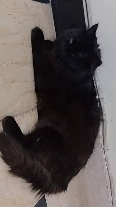 Cats seller