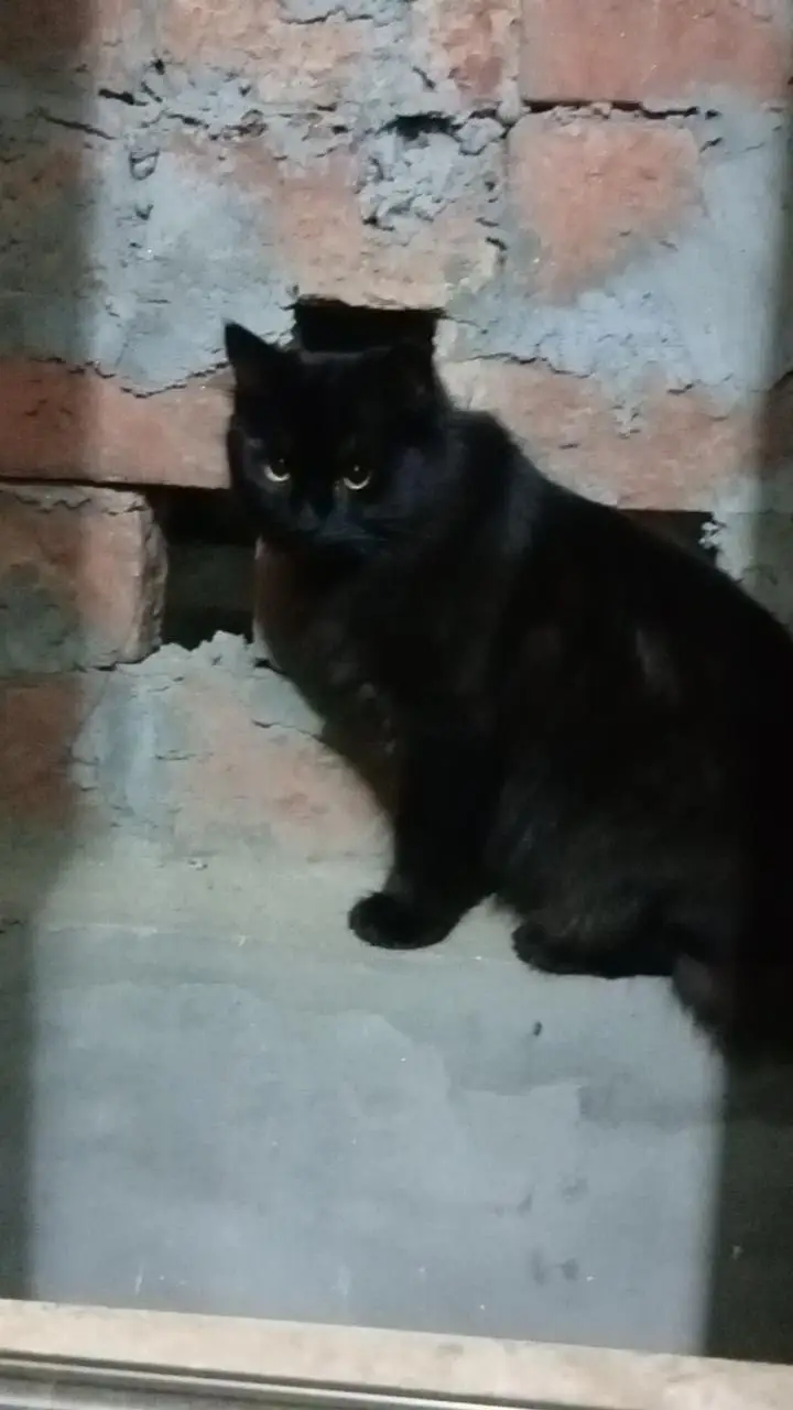 Cats seller — photo 5