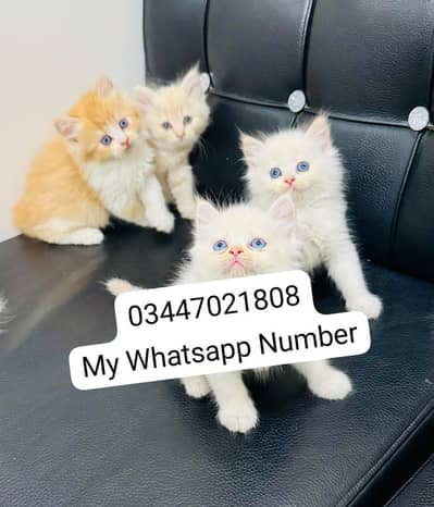 Persian kittens for sale