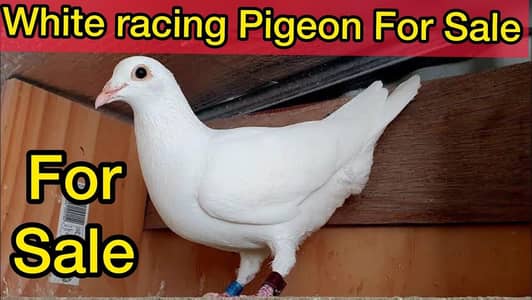 qasid pigeon . . male for sale