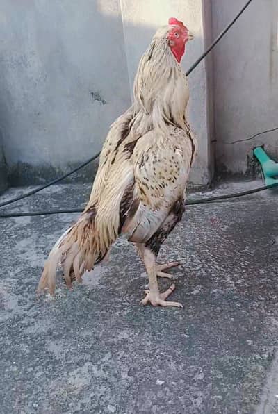 Shajra aseel 3kilo mora wazan shamo face cargo possible