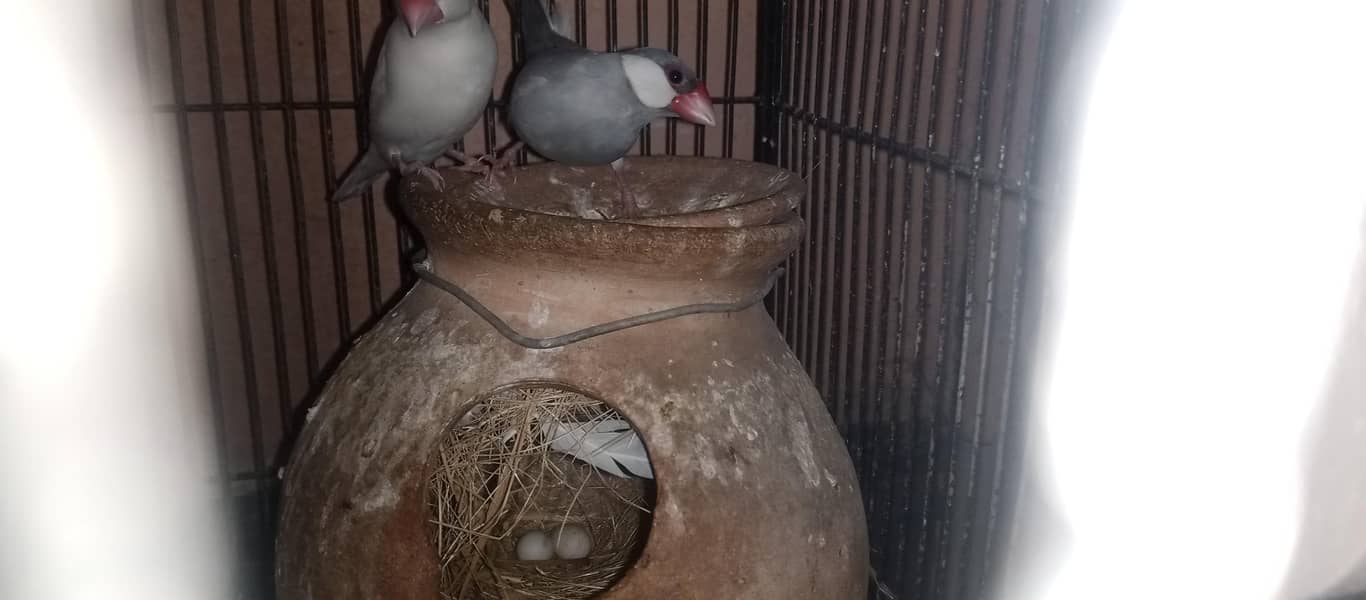 White and silver java pair 0