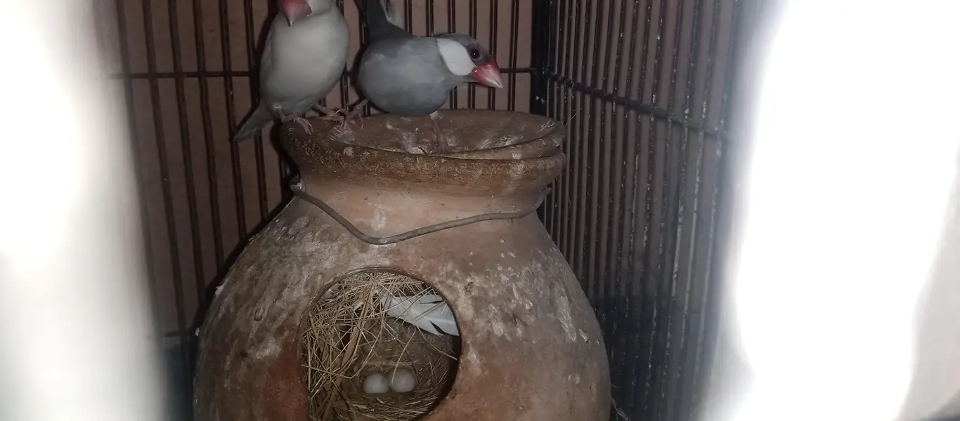 White silver java pair & pied male and snow white jumbo female pair
