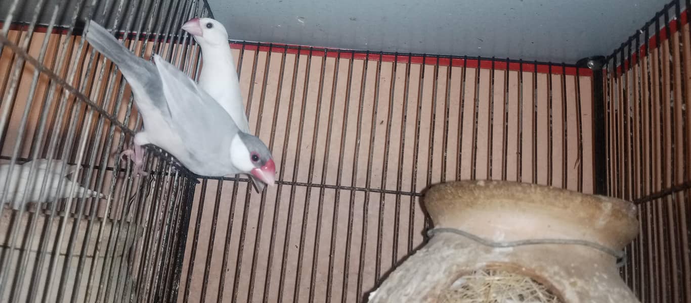 White and silver java pair 1