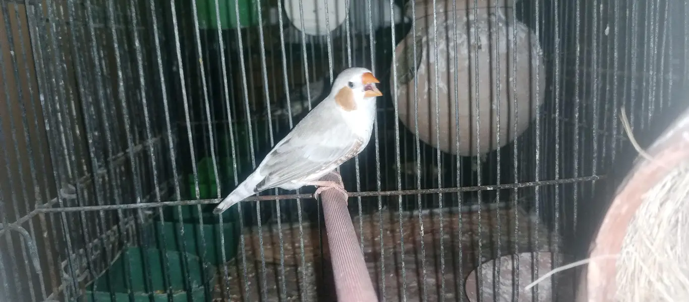 White silver java pair & pied male and snow white jumbo female pair — photo 3