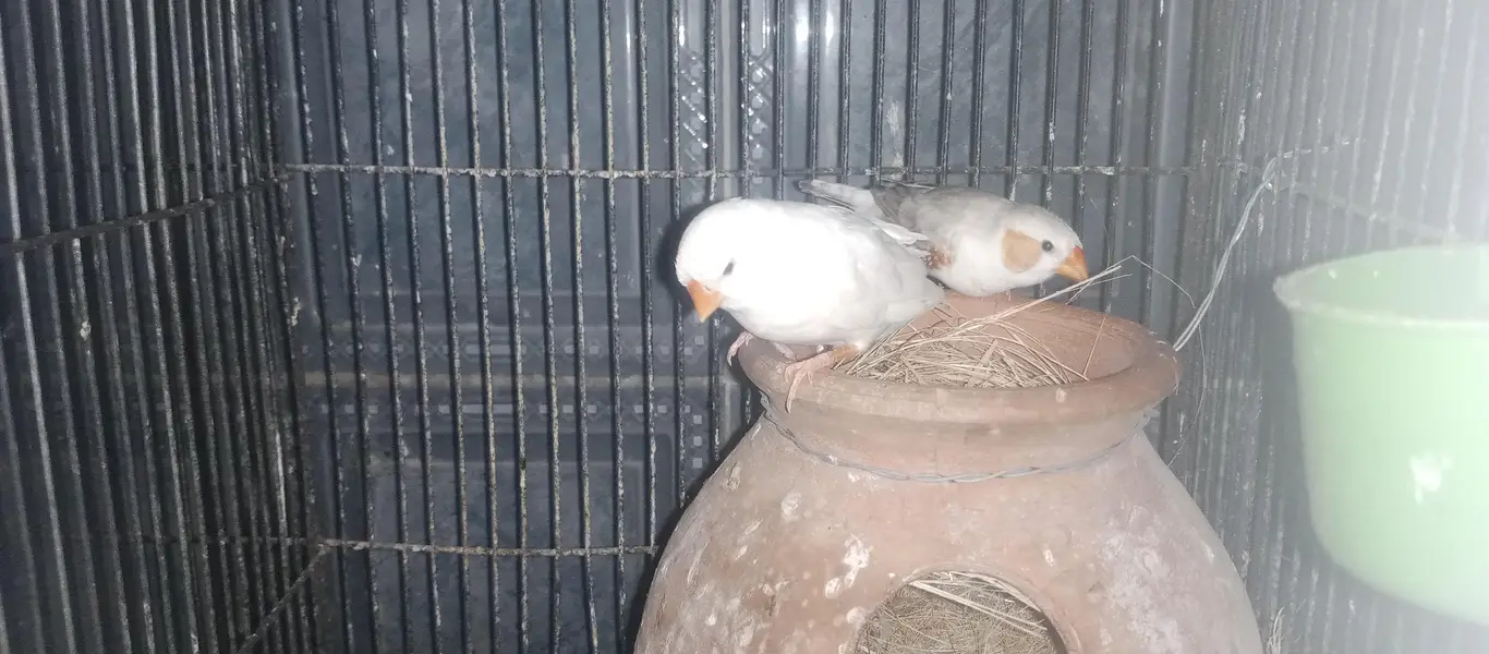 White silver java pair & pied male and snow white jumbo female pair — photo 4