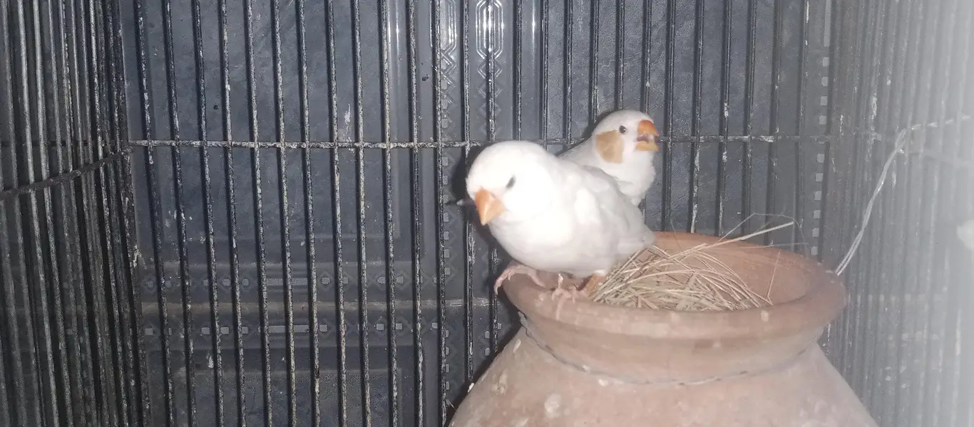 White silver java pair & pied male and snow white jumbo female pair — photo 5