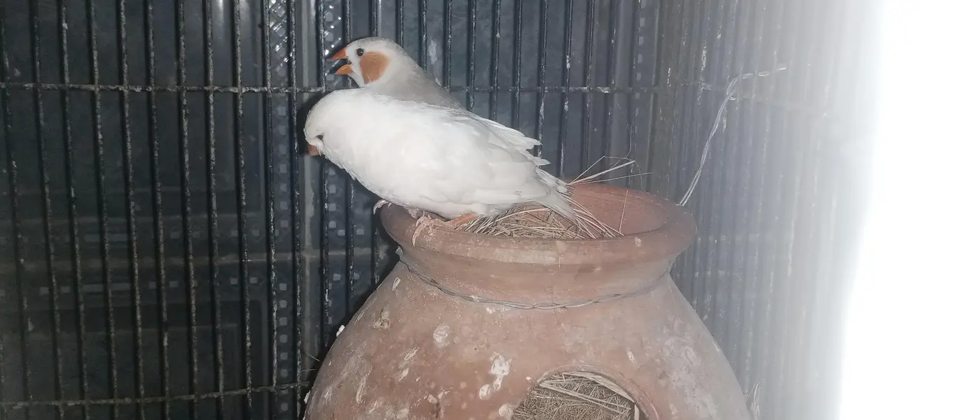 White silver java pair & pied male and snow white jumbo female pair — photo 6