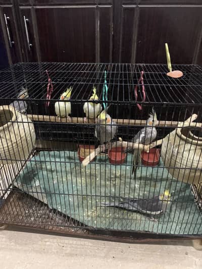 6 Cocktails available