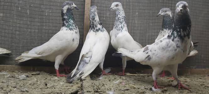 Sialkoti jhonsiry goldan motiyoun walay kabotar for sale.