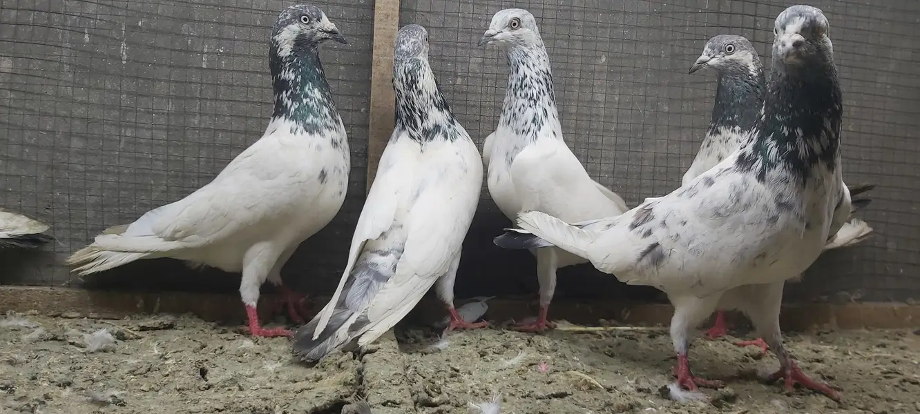 Sialkoti jhonsiry goldan motiyoun walay kabotar for sale.