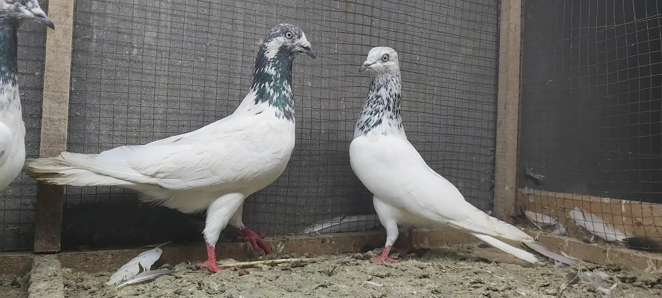 Sialkoti jhonsiry goldan motiyoun walay kabotar for sale. — photo 2