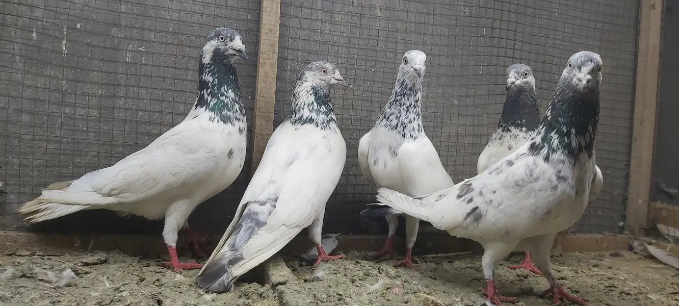 Sialkoti jhonsiry goldan motiyoun walay kabotar for sale. — photo 3