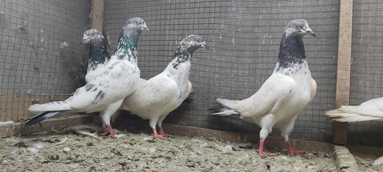 Sialkoti jhonsiry goldan motiyoun walay kabotar for sale. — photo 4