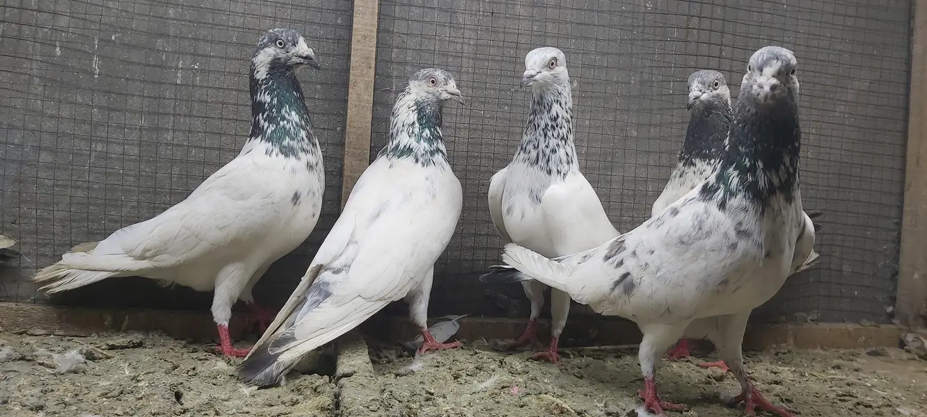 Sialkoti jhonsiry goldan motiyoun walay kabotar for sale. — photo 5