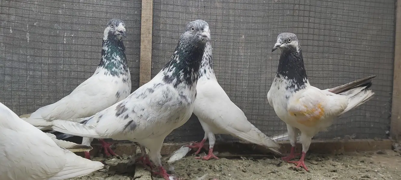 Sialkoti jhonsiry goldan motiyoun walay kabotar for sale. — photo 6