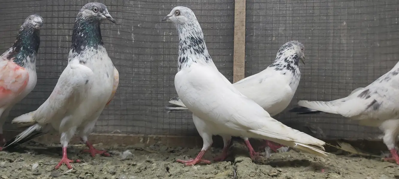 Sialkoti jhonsiry goldan motiyoun walay kabotar for sale. — photo 7