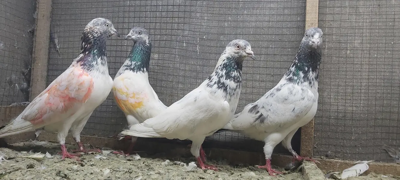 Sialkoti jhonsiry goldan motiyoun walay kabotar for sale. — photo 11