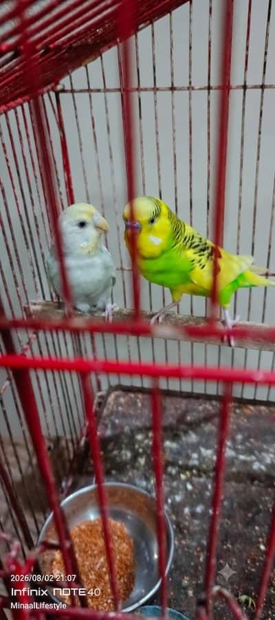 Australian Parrots