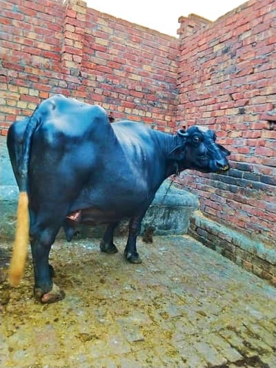 Neili buffalo both achi jhoti