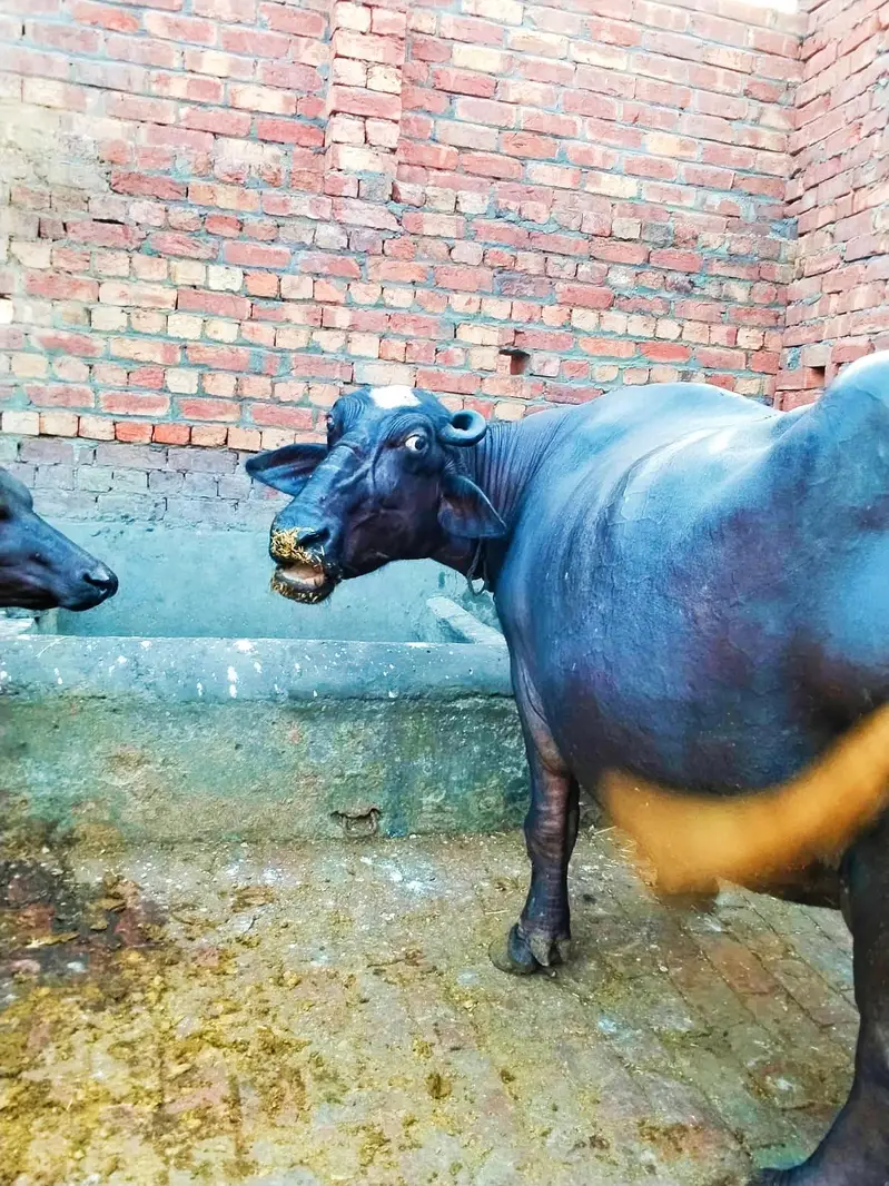 Neili buffalo both achi jhoti — photo 2